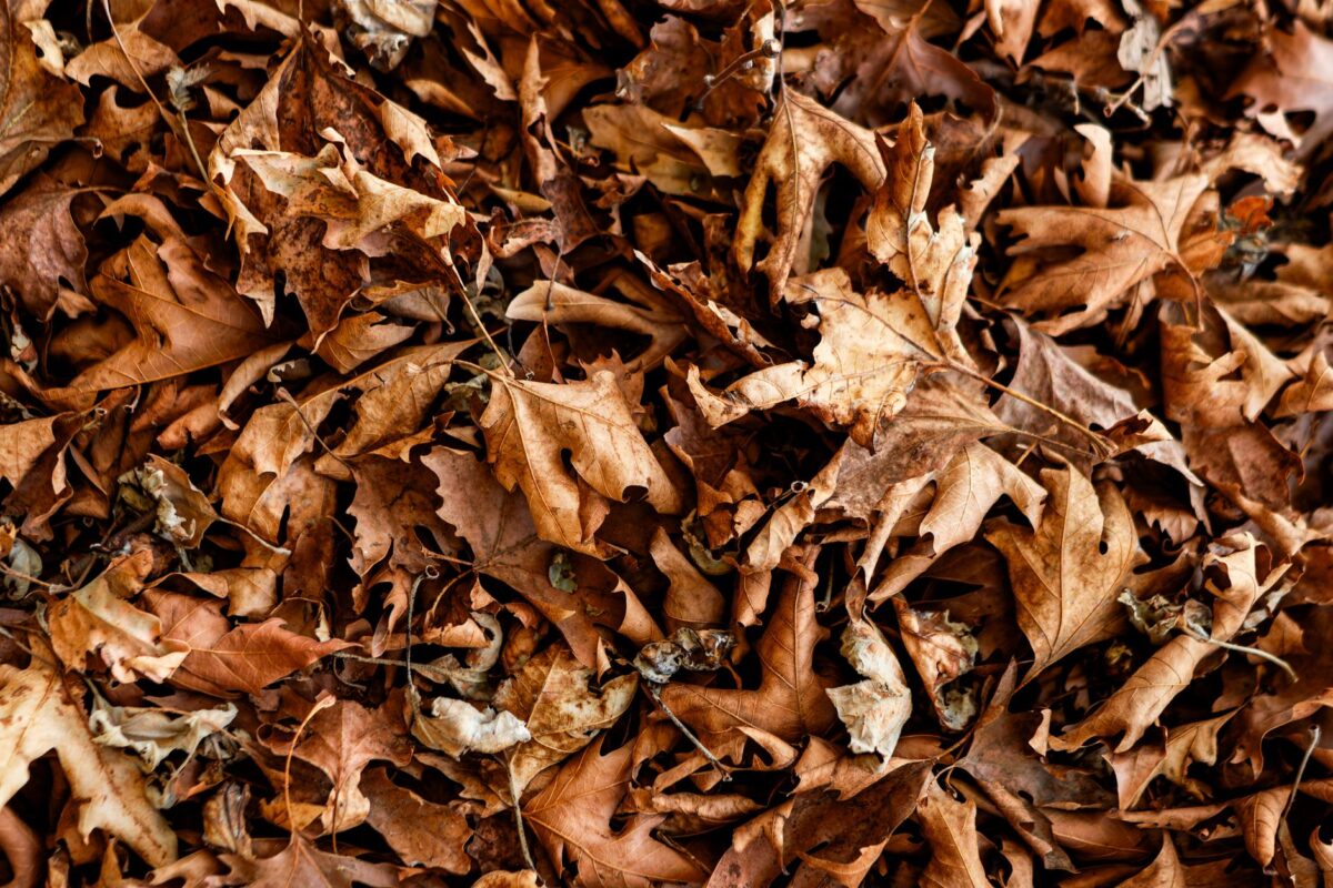 feuilles mortes rendent erreurs fréquentes éviter