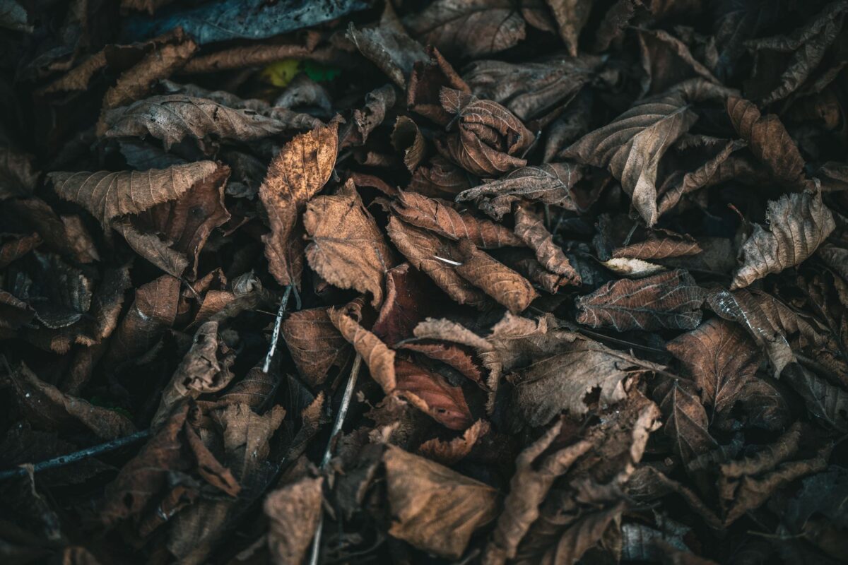 feuilles mortes rendent ça peut glisser